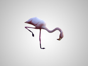 realistic low poly rigged flamingo Modelo 3D