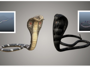 cobra - Google zoeken  King cobra snake, Cobra snake, King cobra