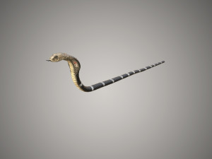 realistic snake and king cobra rigged low poly 3Dモデル