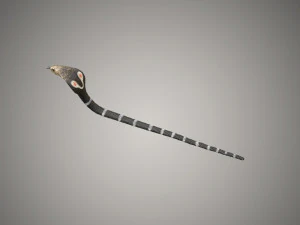 realistic snake and king cobra rigged low poly 3D Model