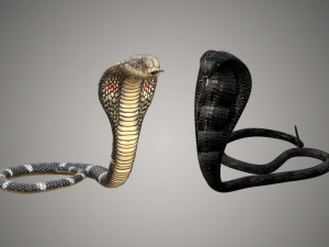 realistic snake and king cobra rigged low poly 3Dモデル