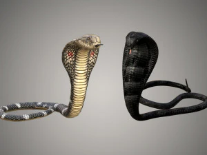 realistic snake and king cobra rigged low poly 3D Model