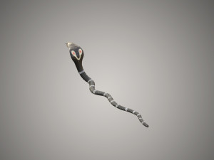 realistic snake and king cobra rigged low poly 3Dモデル