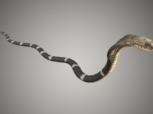 realistic snake and king cobra rigged low poly 3Dモデル