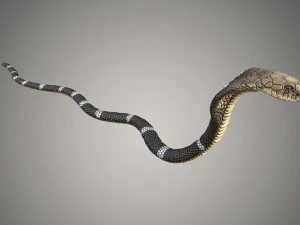realistic snake and king cobra rigged low poly 3D Model