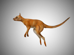 low poly kangaroo rigged Model 3D