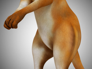 low poly kangaroo rigged Modello 3D