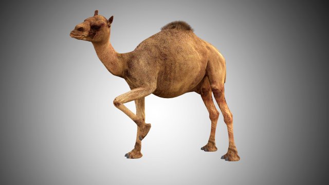 camel low poly rigged 3D Модель .c4d .max .obj .3ds .fbx .stl .blend 