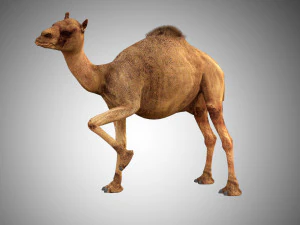 camello de baja poli aparejado Modelo 3D