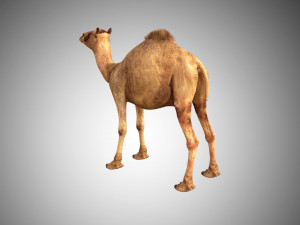 camel low poly rigged 3D Модель