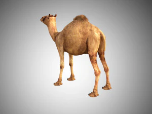 camel low poly rigged 3D Model