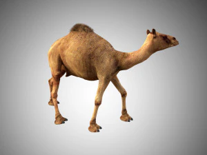 camel low poly rigged 3D Model