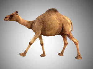 camel low poly rigged 3D Model