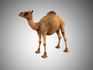 camel low poly rigged 3D Model