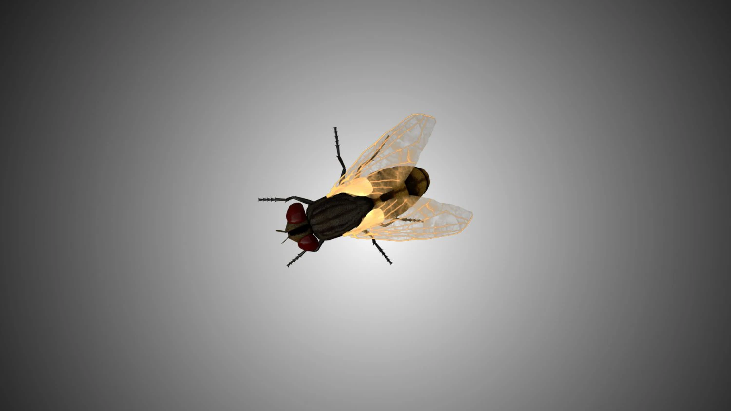 fly housefly horsefly low poly rigged 3D Model .c4d .max .obj .3ds .fbx .stl .blend 