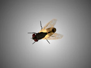 voar mosca dom&eacute;stica mutuca baixo poli equipado Modelo 3D