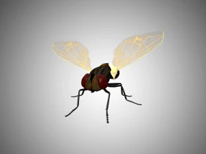 fly housefly horsefly low poly rigged 3D Model