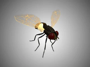 fly housefly horsefly low poly rigged 3D Model