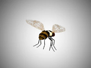 fly housefly horsefly low poly rigged 3D Model