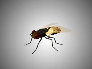 fly housefly horsefly low poly rigged 3D Model