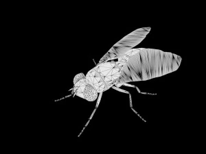 fly housefly horsefly low poly rigged 3D Model