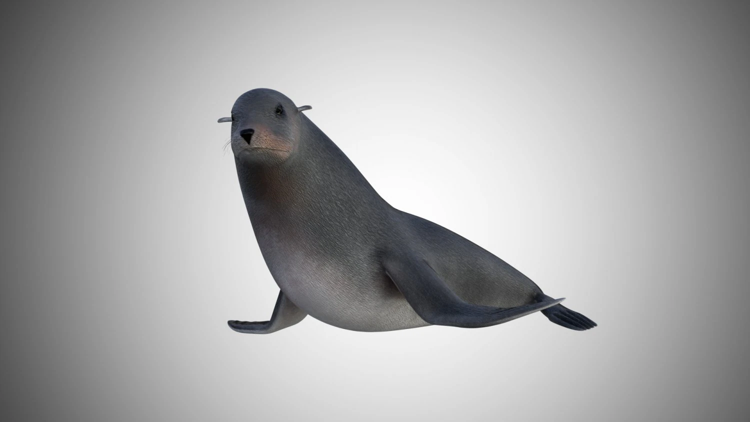 low poly rigged seal 3D Model .c4d .max .obj .3ds .fbx .stl .blend