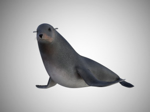 low poly rigged seal 3D 模型