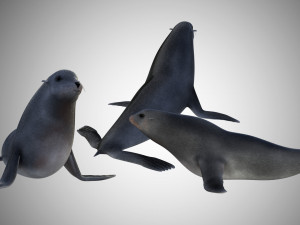 low poly rigged seal Modelo 3D