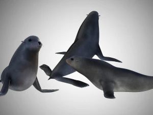 low poly rigged seal 3D Model