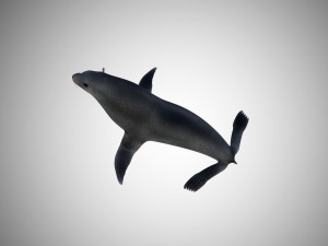 low poly rigged seal Modelo 3D