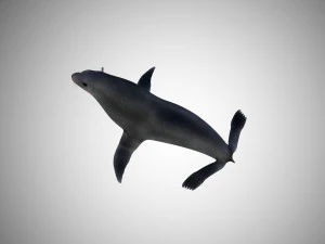 low poly rigged seal 3D Model