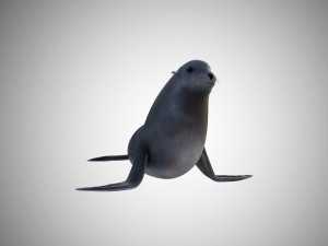 low poly rigged seal Modelo 3D