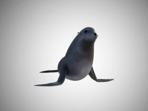 low poly rigged seal 3D Model