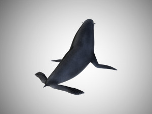 low poly rigged seal Modelo 3D