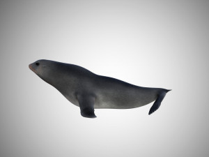 low poly rigged seal Modelo 3D