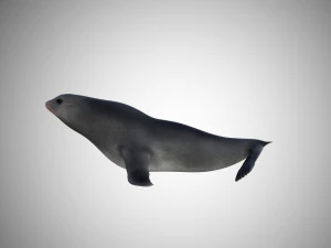 low poly rigged seal 3D Model
