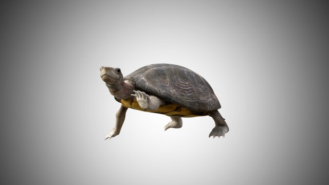 turtle low poly realistic rigged 3D मॉडल .c4d .max .obj .3ds .fbx .stl .blend 