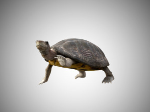 turtle low poly realistic rigged 3D मॉडल