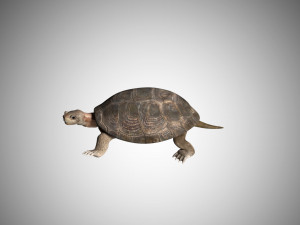 turtle low poly realistic rigged 3D मॉडल