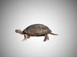 turtle low poly realistic rigged 3D मॉडल