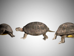 turtle low poly realistic rigged 3D मॉडल