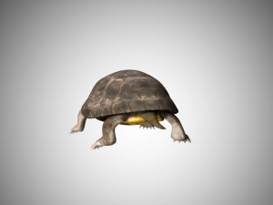 turtle low poly realistic rigged 3D मॉडल