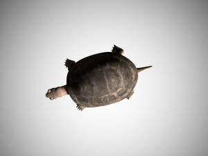 turtle low poly realistic rigged 3D मॉडल