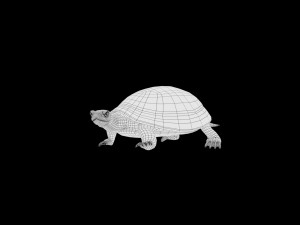 turtle low poly realistic rigged 3D मॉडल