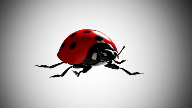 ladybug lady bird low poly rigged 3D Model .c4d .max .obj .3ds .fbx .stl .blend 