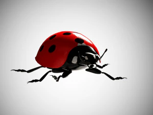 coccinella coccinella low poly truccata Modello 3D