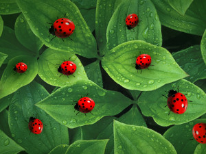 ladybug lady bird low poly rigged 3D Model