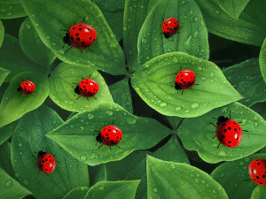 ladybug lady bird low poly rigged 3D Model