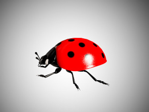 ladybug lady bird low poly rigged 3D Model