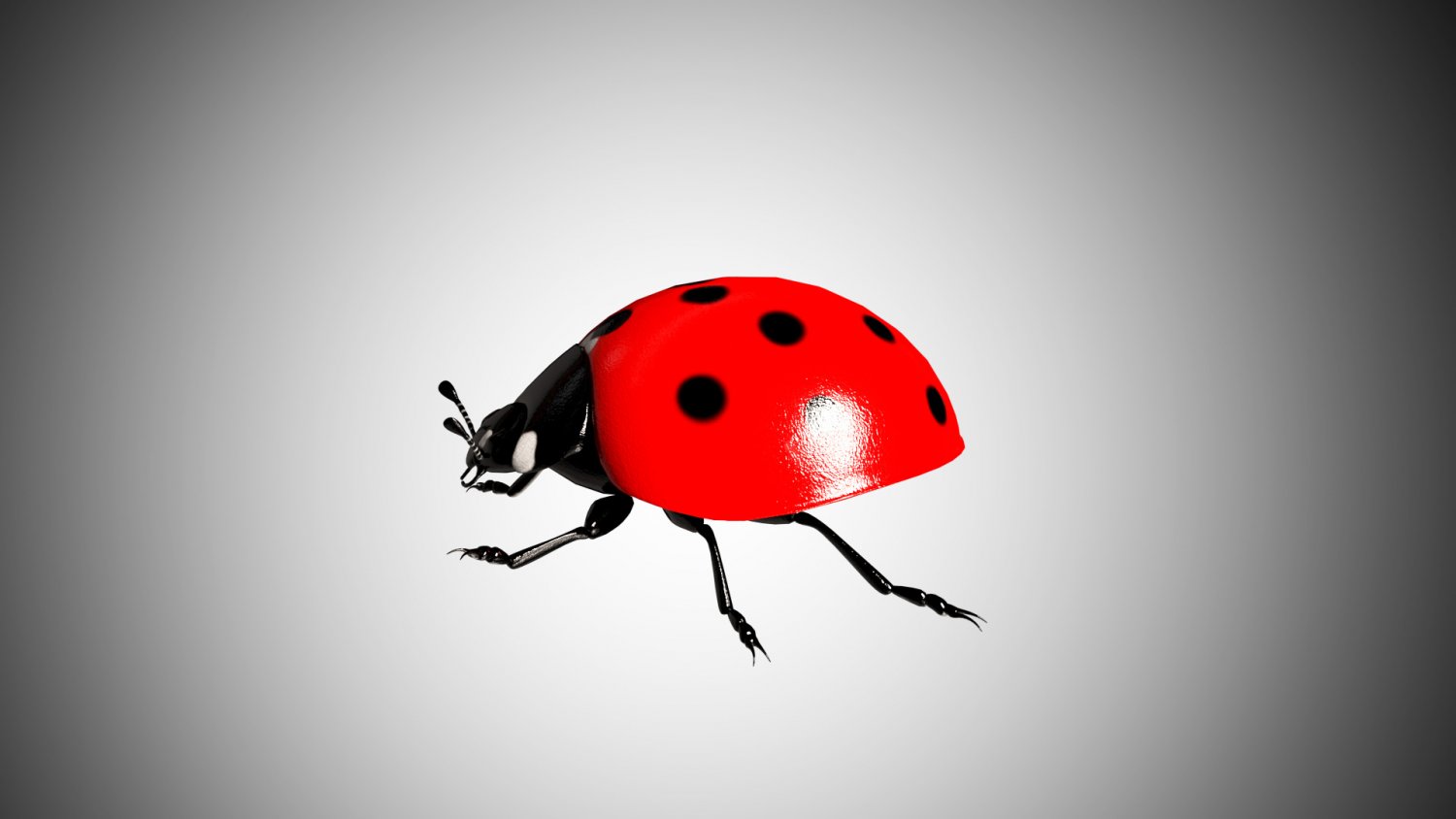 Lady bug 3d. Коровка. божья коровка 3d model. божья коровка в профиль. ladybug 3d модель.